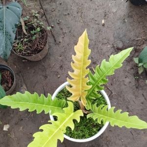 PHILODENDRON GOLDEN SAW